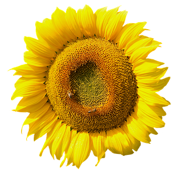 Vibrant Sunflower Black Background PNG