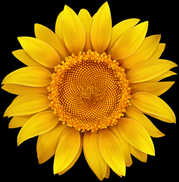 Vibrant Sunflower Black Background.jpg PNG