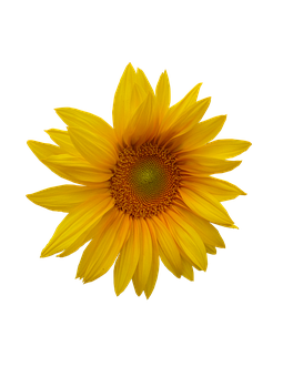 Vibrant Sunflower Black Background.jpg PNG