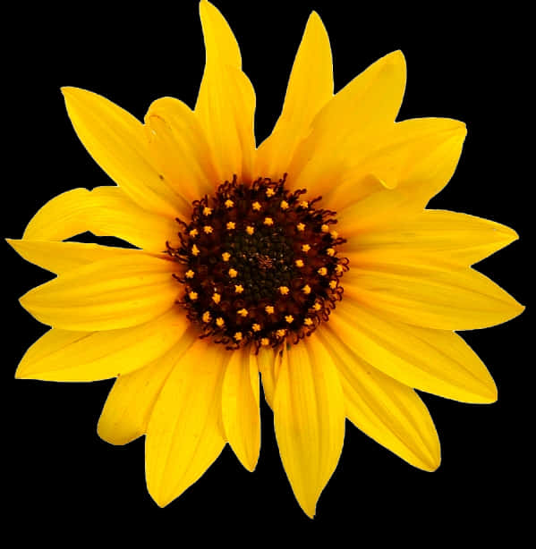 Vibrant_ Sunflower_ Black_ Background.jpg PNG