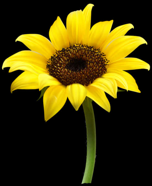 Vibrant Sunflower Black Background PNG