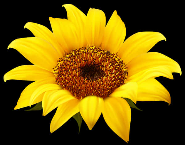 Vibrant Sunflower Black Background PNG