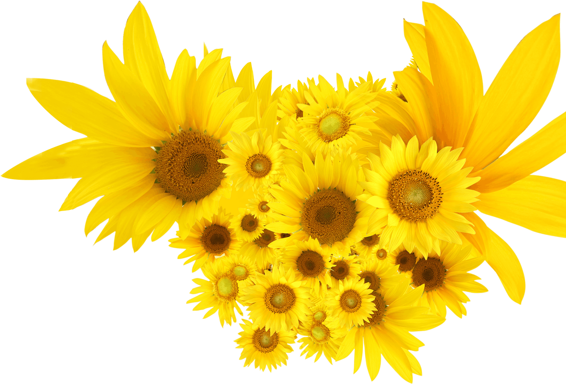 Vibrant Sunflower Bouquet.png PNG