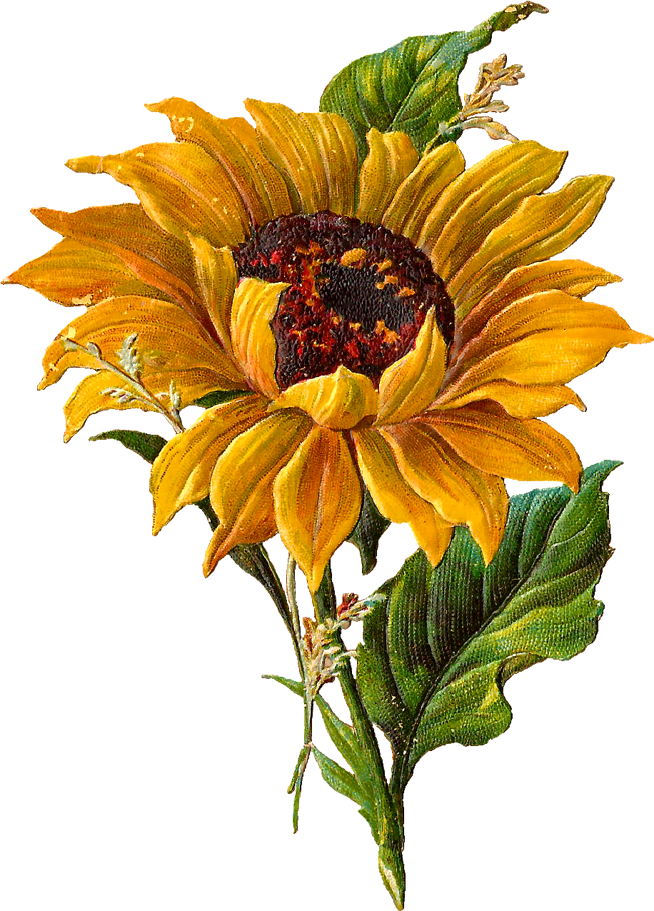 Vibrant Sunflower Clipart PNG