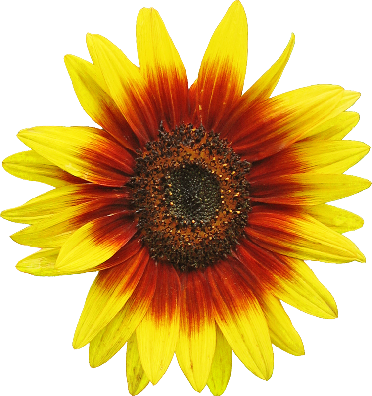 Vibrant Sunflower Clipart.png PNG