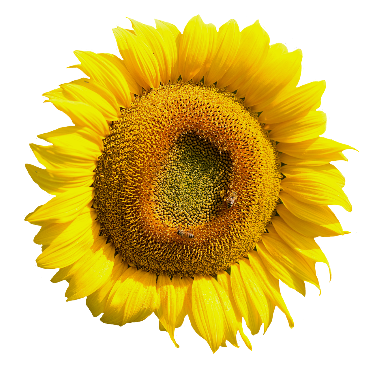 Vibrant Sunflower Closeup.png PNG