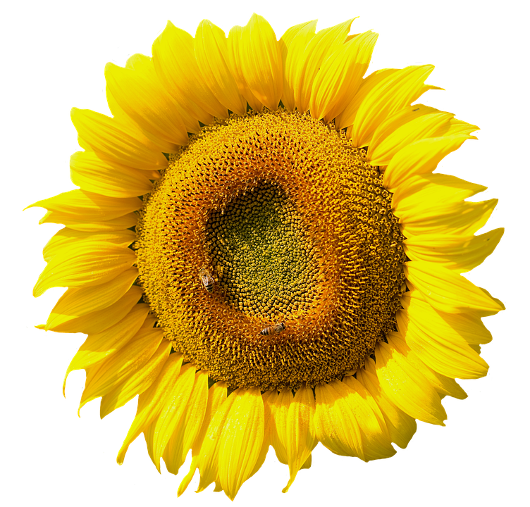 Vibrant Sunflower Closeup.png PNG