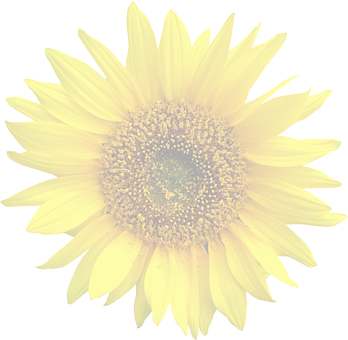 Vibrant Sunflower Dark Background PNG