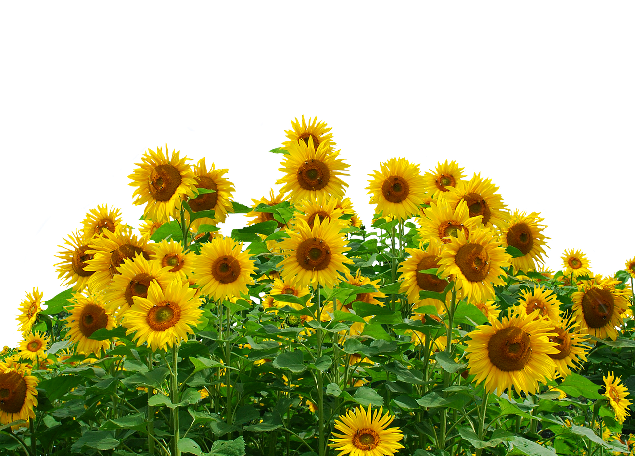 Vibrant_ Sunflower_ Field_ Black_ Background.jpg PNG