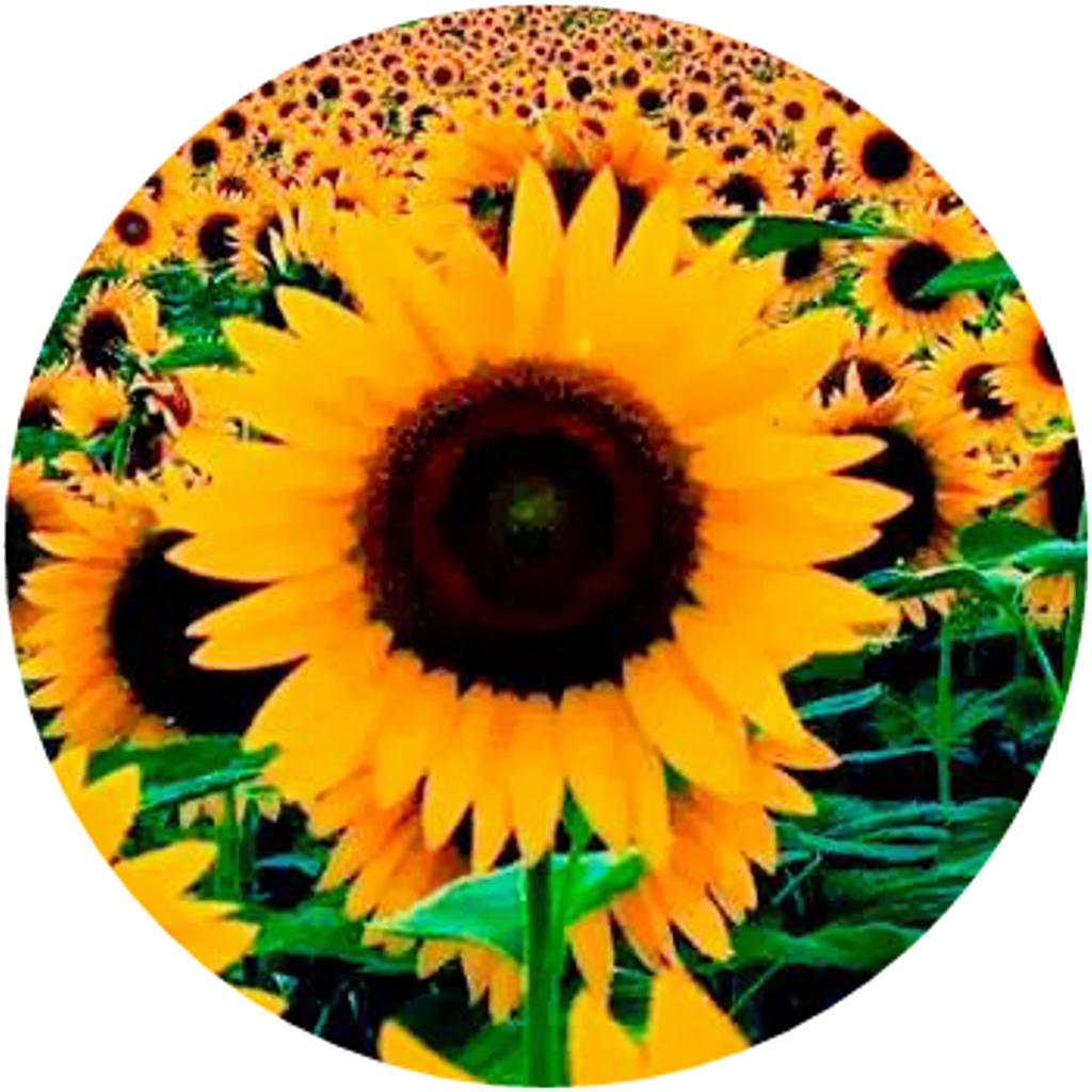 Vibrant Sunflower Field Circle PNG
