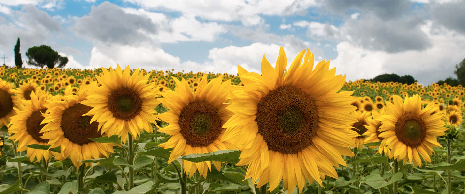 Vibrant_ Sunflower_ Field_ Panorama Wallpaper