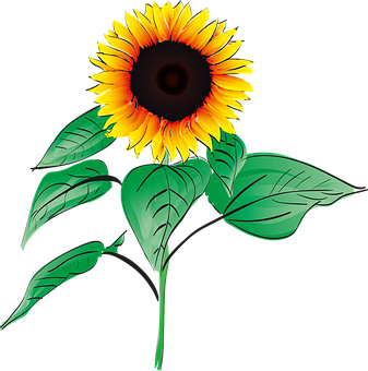 Vibrant Sunflower Graphic PNG