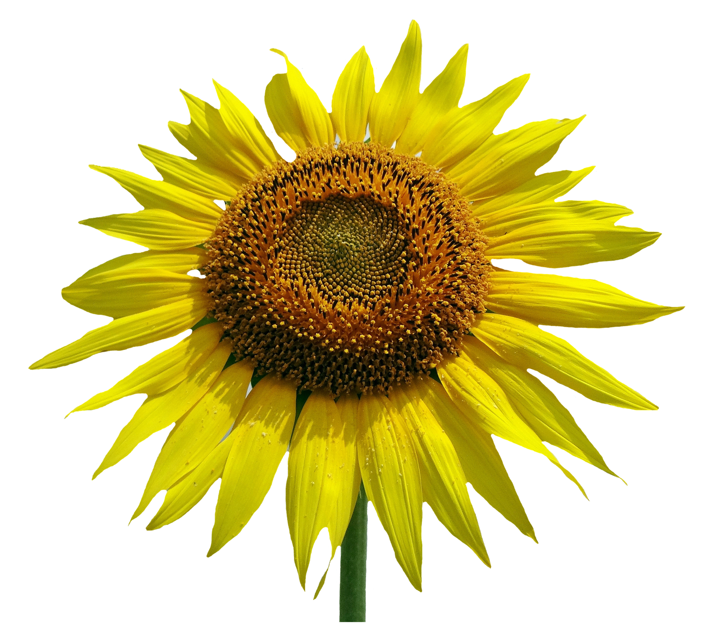 Vibrant Sunflower Isolated.png PNG