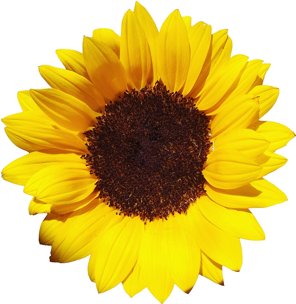 Vibrant Sunflower Isolated.png PNG