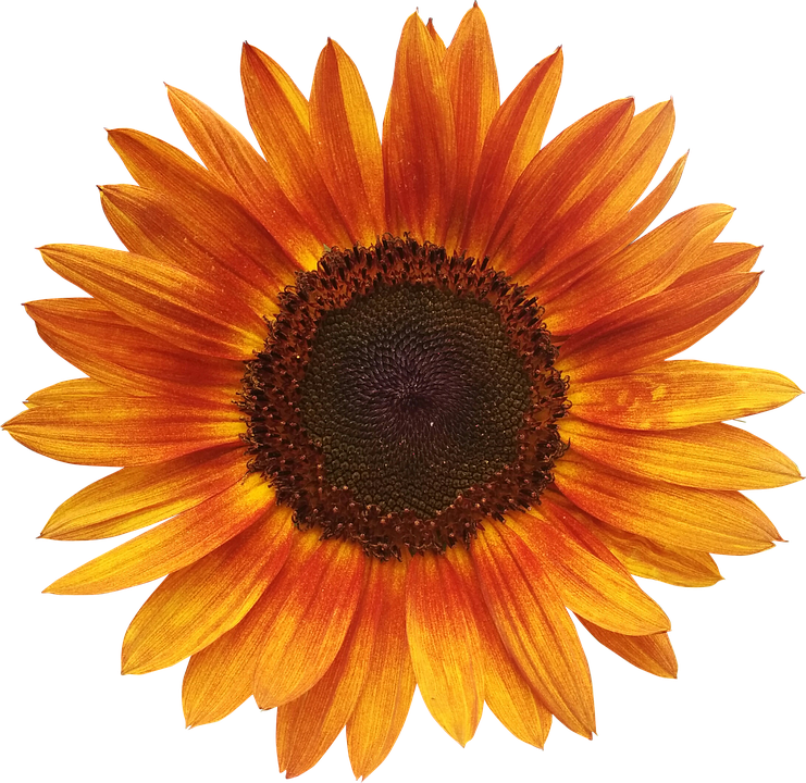 Vibrant Sunflower Isolated.png PNG