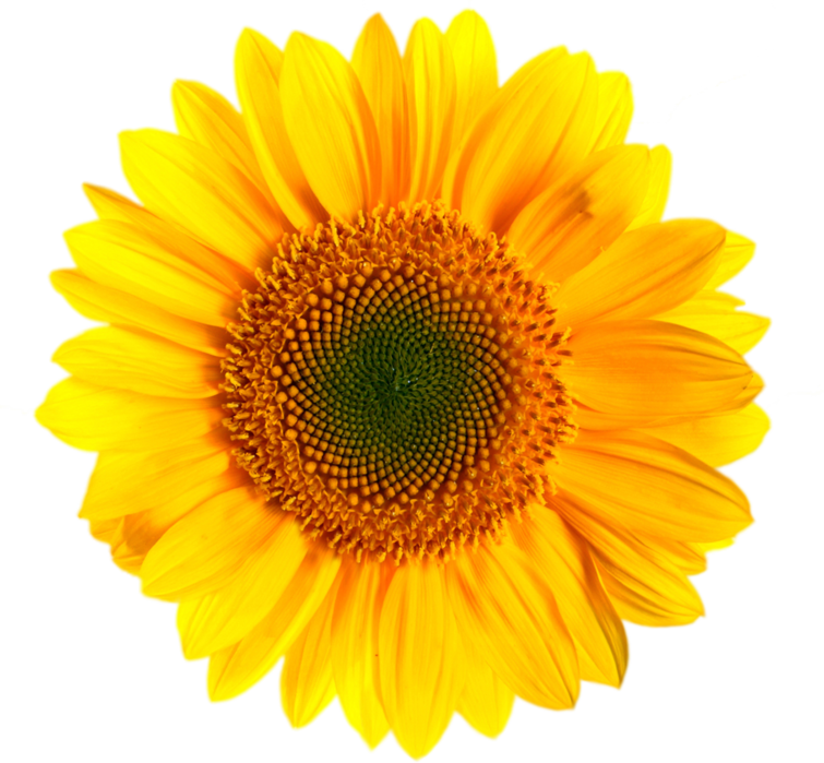 Vibrant Sunflower Isolated.png PNG