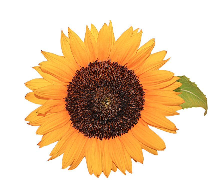 Vibrant Sunflower Isolatedon Blue PNG