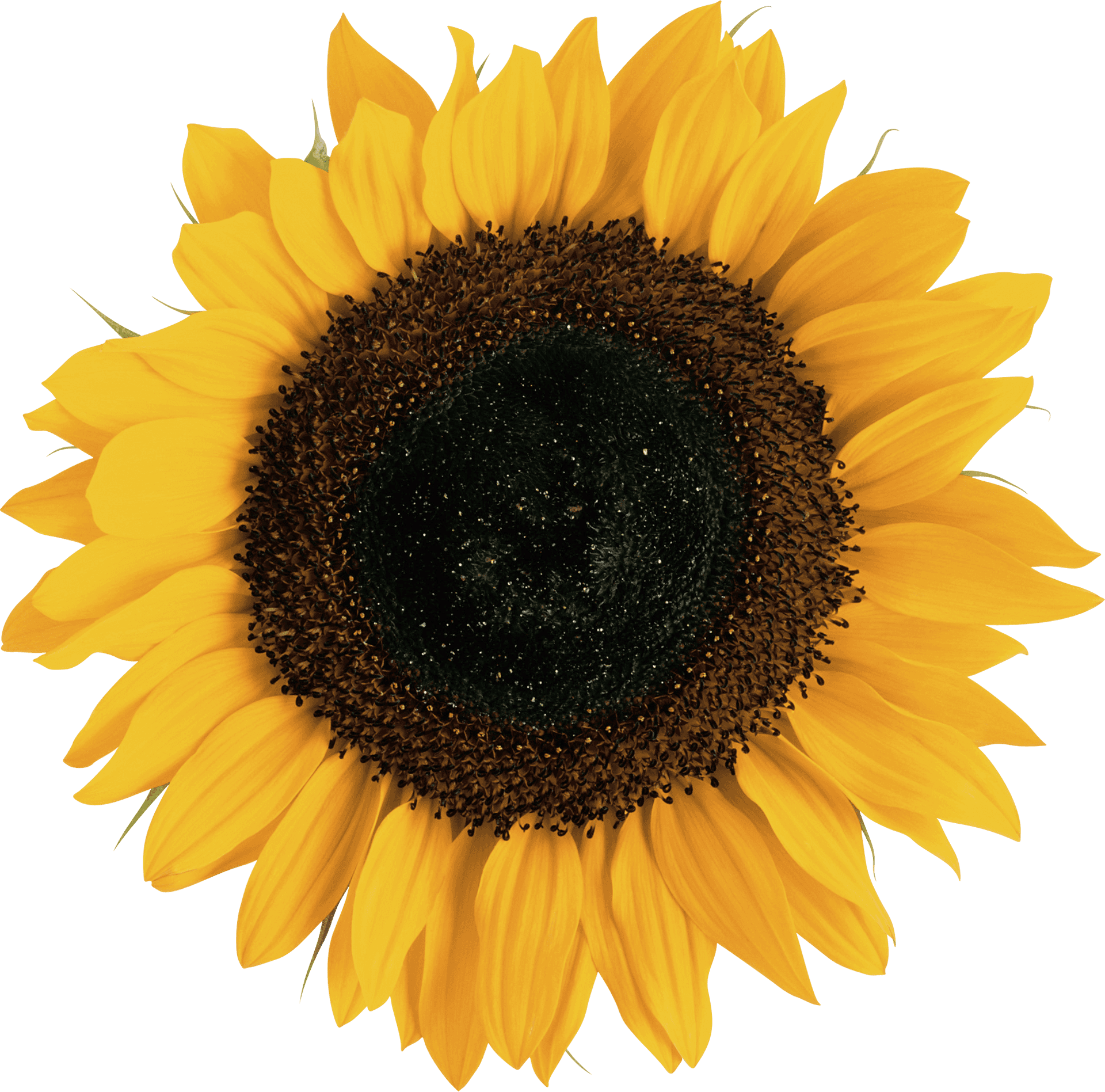 Vibrant Sunflower Isolatedon Gray PNG