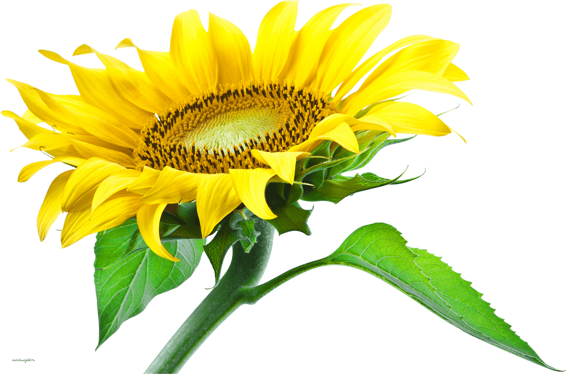 Vibrant Sunflower Single Bloom.png PNG