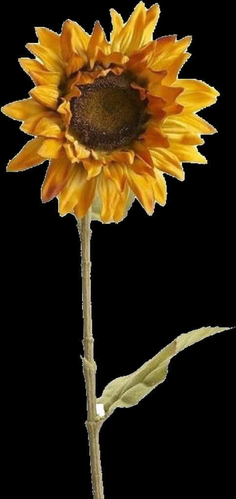 Vibrant Sunflower Single Stem PNG