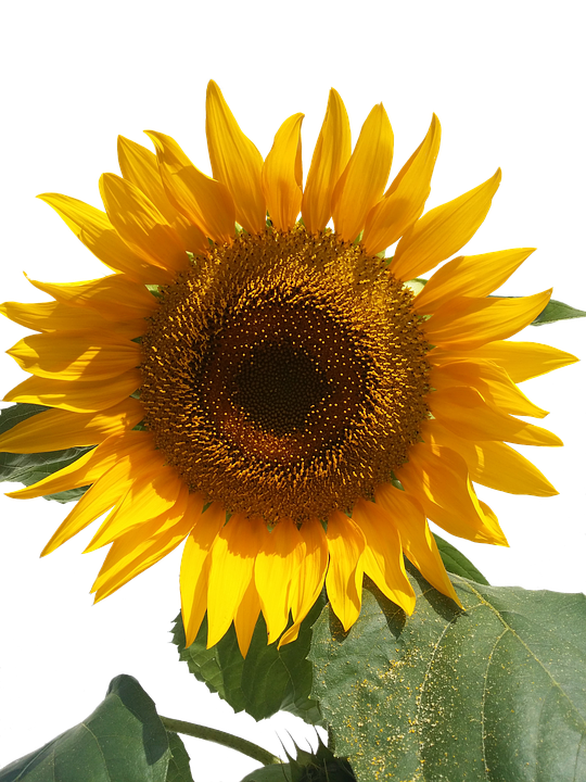 Vibrant Sunflower Sky Background PNG