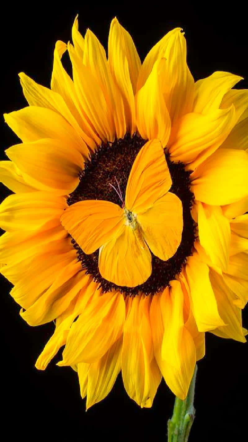 Vibrant_ Sunflower_with_ Butterfly.jpg Wallpaper