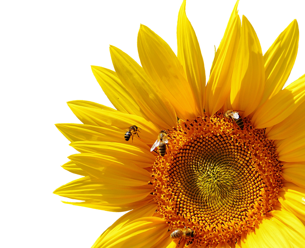 Vibrant Sunflowerand Bees PNG