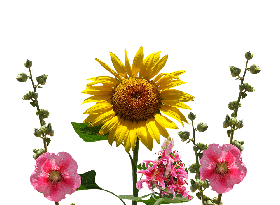 Vibrant Sunflowerand Hollyhocks PNG