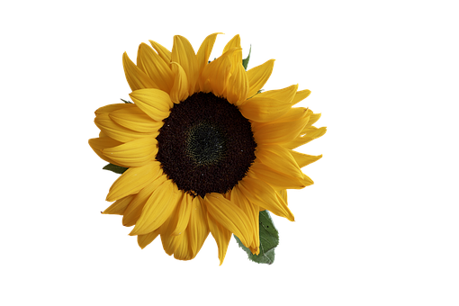 Vibrant Sunfloweron Black Background PNG
