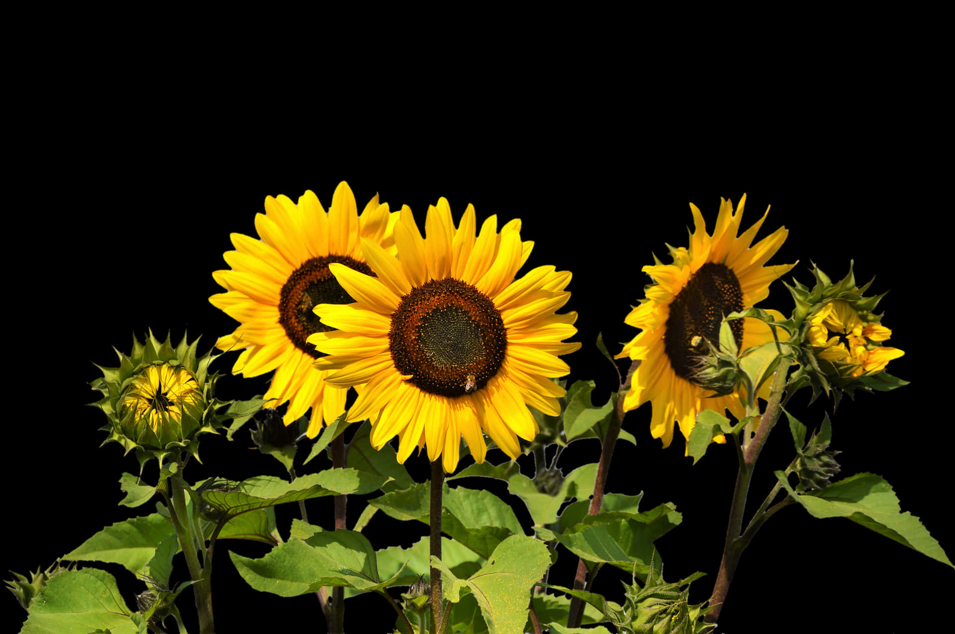 Vibrant Sunflowers Against Black Background PNG