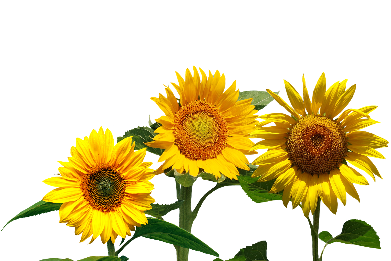 Vibrant_ Sunflowers_ Against_ Black_ Background.jpg PNG