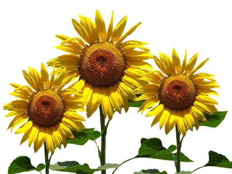 Vibrant_ Sunflowers_ Against_ Black_ Background PNG