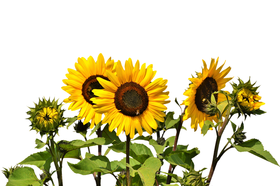 Vibrant Sunflowers Against Sky PNG