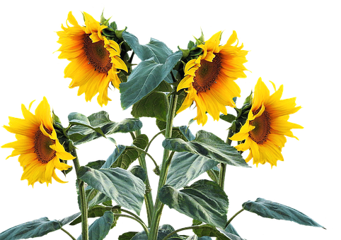 Vibrant Sunflowers Black Background PNG