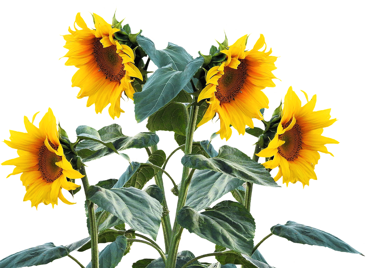 Vibrant Sunflowers Black Background PNG