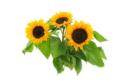 Vibrant_ Sunflowers_ Black_ Background.jpg PNG