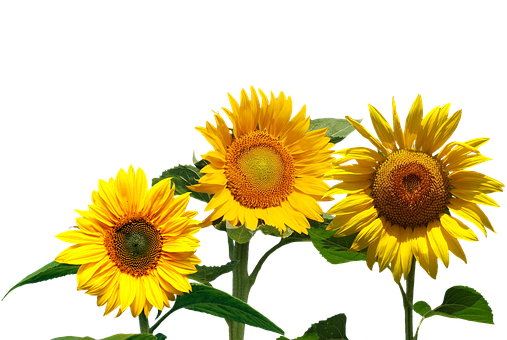 Vibrant Sunflowers Black Background PNG