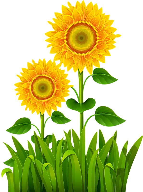 Vibrant Sunflowers Grass Backdrop PNG