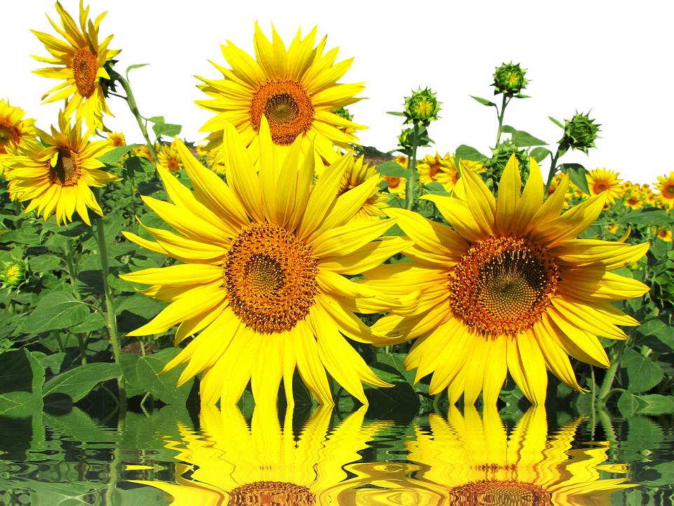 Vibrant_ Sunflowers_ Reflection PNG