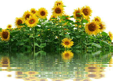 Vibrant_ Sunflowers_ Reflection_ Water PNG
