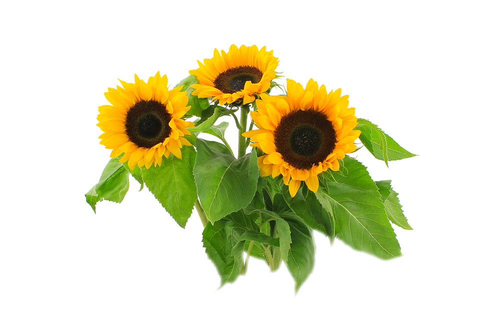 Vibrant Sunflowers Transparent Background PNG