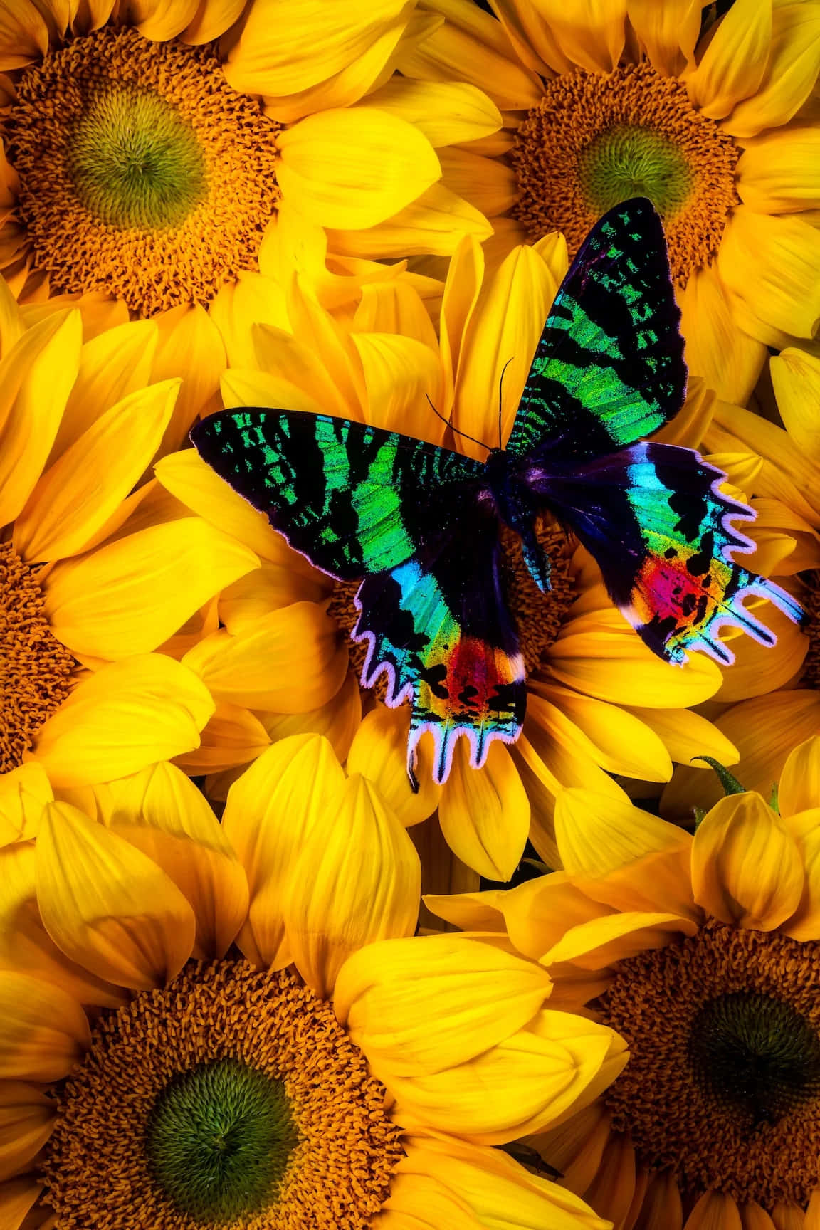 Vibrant_ Sunflowers_with_ Colorful_ Butterfly.jpg Wallpaper