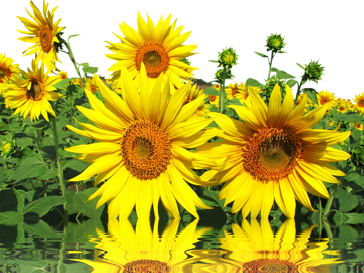 Vibrant Sunflowerswith Reflections PNG