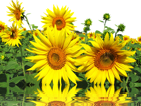 Vibrant Sunflowerswith Reflections PNG