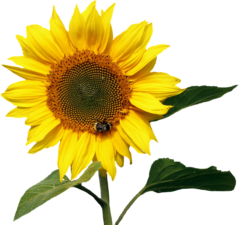 Vibrant Sunflowerwith Bee PNG