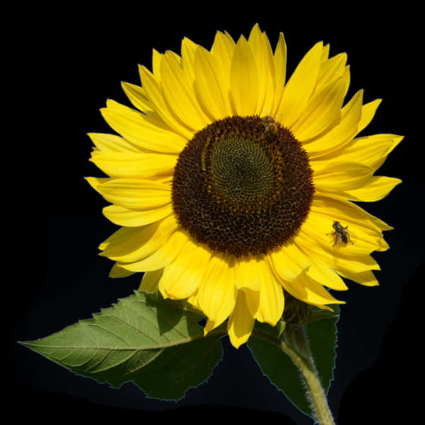 Vibrant Sunflowerwith Beeon Black Background.jpg PNG