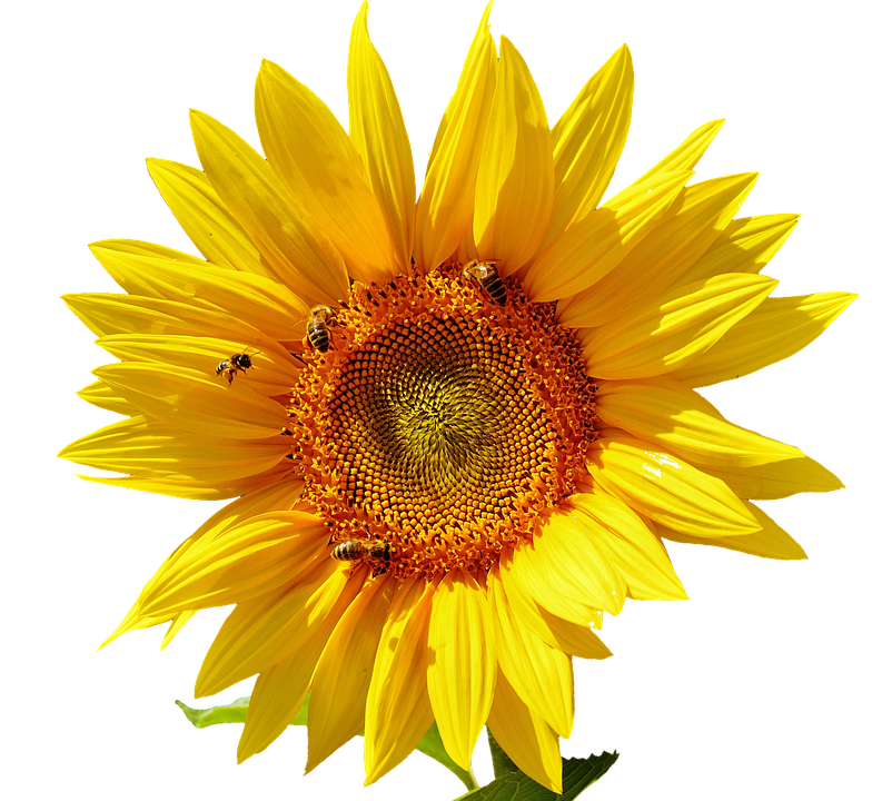Vibrant Sunflowerwith Bees PNG