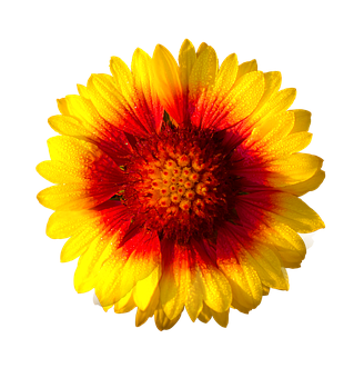Vibrant Sunlike Flower PNG