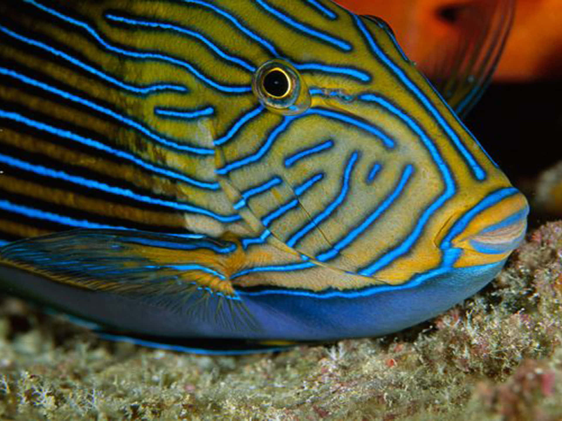 Vibrant Surgeonfish Closeup Wallpaper