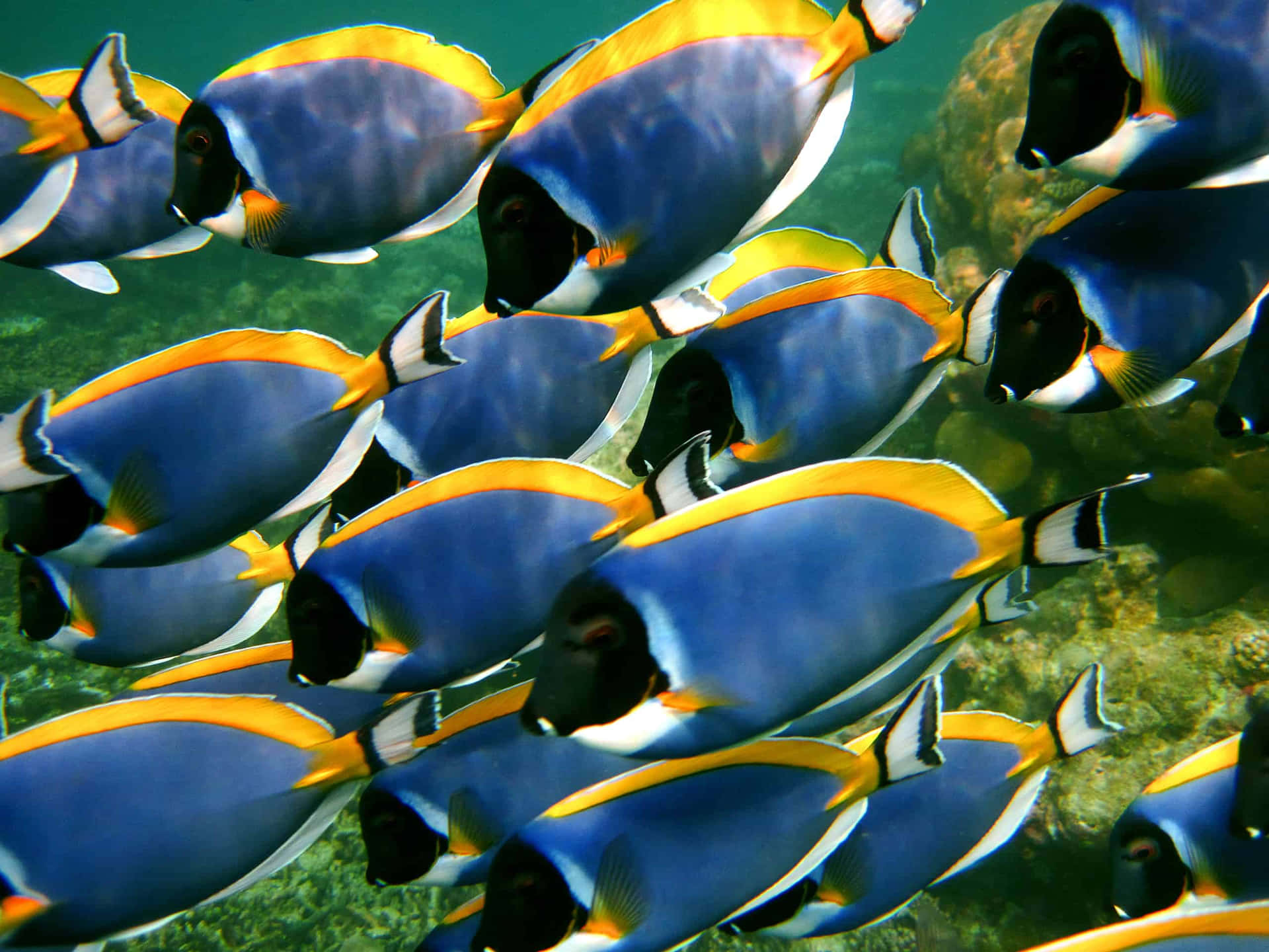 Vibrant Surgeonfish School Underwater Wallpaper